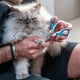 thumbnail image 4 of Cortaúñas Mr. Pen Cat Kitten Cortadoras de uñas de acero inoxidable, 4 of 8