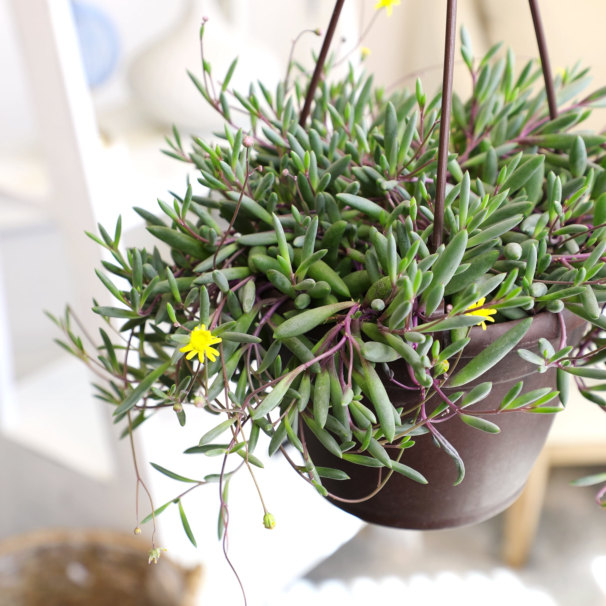 Ruby Necklace Succulent, String of Pickles | 6" Hanging Pot | Full Sun | Element by Altman Plants