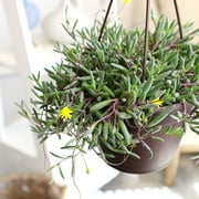 Ruby Necklace Succulent, String of Pickles | 6 Hanging Pot | Full Sun | Element by Altman Plants