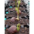thumbnail image 4 of Superoots Air-Pot THAP3 2,2 Gallons Propagation Pot Pot Pot de Plantation Conteneurs, (6 Pack), 4 of 8