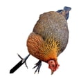 thumbnail image 4 of Transemion Animal Statue Stakes Realistic Chicken Sculpture for Yard Lawn Patio Pathway A Type A, 4 of 6