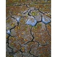 thumbnail image 2 of Terrill, Steve 15x18 White Modern Wood Framed Museum Art Print Titled - OR, Warner Valley Curly dock plants grow, 2 of 4