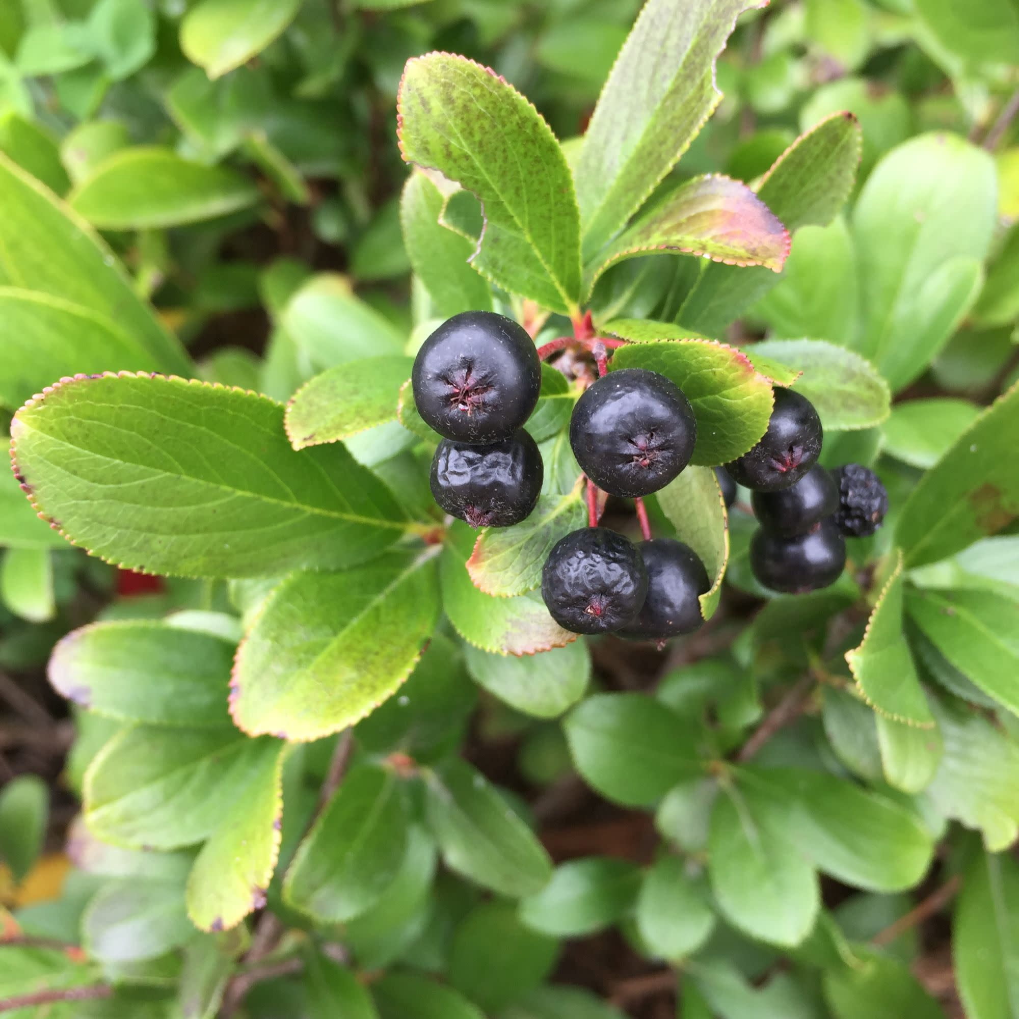 Proven Winners ColorChoice 5" White Low Scape Mound Aronia Live Plant in 4.5" Pot (4 Count)