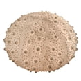 thumbnail image 1 of White Sea Urchin Coastal Accent Lamp 13 Inch, 1 of 4