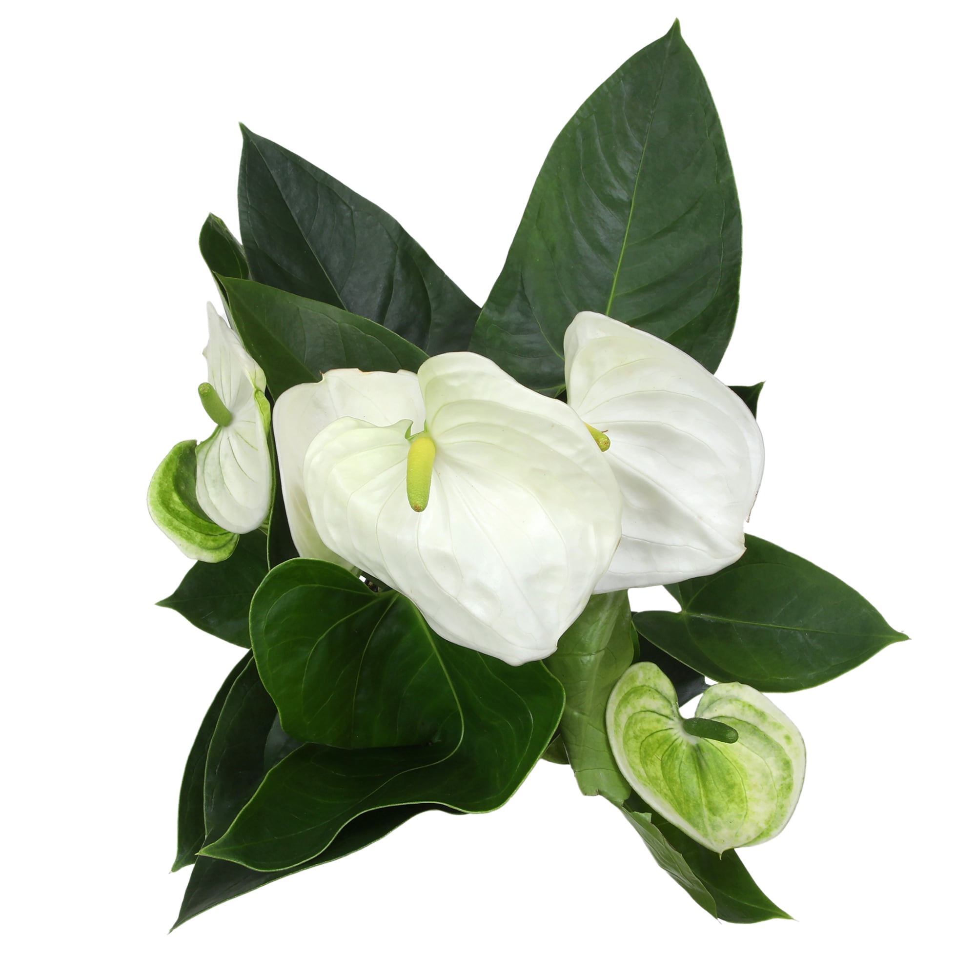 Altman Plants White Mix Anthurium Plant Gift, White Pot, 14-18" Tall Clean Air House Plant