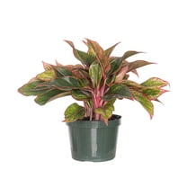 United Nursery Live Aglaonema Siam Aurora Plant 12-16 inches Tall in 6-inch Grower Pot