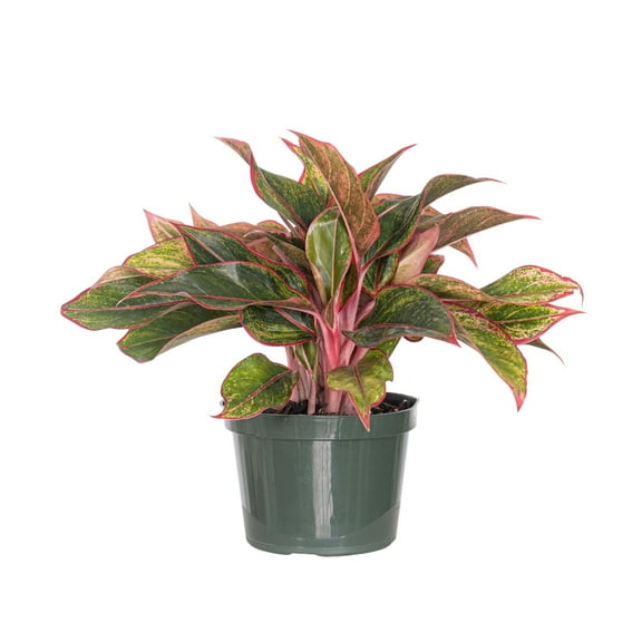 United Nursery Live Aglaonema Siam Aurora Plant 12-16 inches Tall in 6-inch Grower Pot