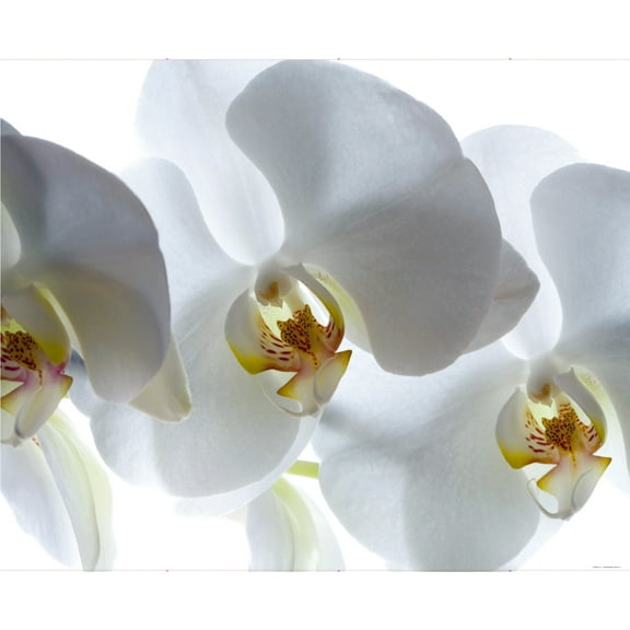 Dundee Deco's Modern White Yellow White Orchids Wall Mural, 142 in X 106 in (108 sq ft.)