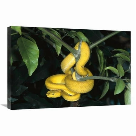 20 x 30 in. Vemonous Mcgregors Pit VIper Coiled in Tree, Native to the Philippines Art Print - San Diego Zoo