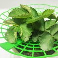 thumbnail image 3 of Minimum Batch Of 100 Pass Count Strawberry Stand, Strawberry Seedling Planting Stand, Sun Flower Stand, Potted Strawberry Artifact, Rotten Fruit Support And, 3 of 8