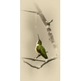 thumbnail image 2 of Brown, Jim 9x14 Gold Ornate Wood Framed with Double Matting Museum Art Print Titled - Hummingbird With Dew Drop, 2 of 4
