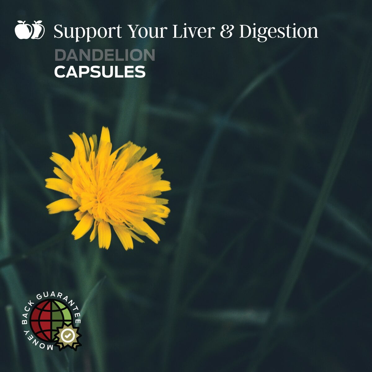 Buy Organic Dandelion Root Capsules 600mg Capsules 100 Pills Pure