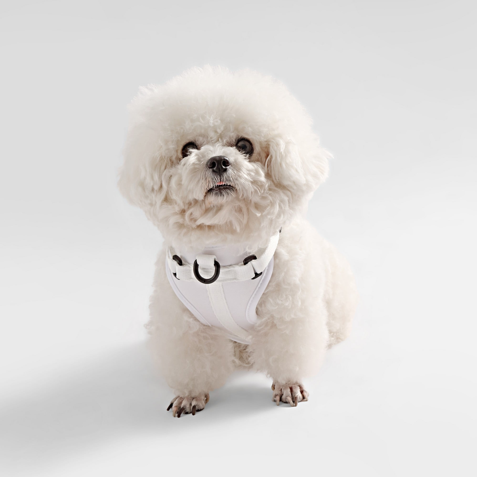 THE LICKER STORE Arlo Extra Small Adjustable Soft Padded No Pull Pet Harness with 3 Buckles and 3 Leash Clips, White, HNS1000F