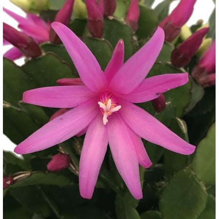 Barrel Cactus Seeds - Pink Easter Cactus - Rhipsalidopsis - 4