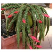 4" Rat Tail Cactus Rare Live Cactus Succulent Fully Rooted-Aporocactus Flagelliformis Live Plant. Easy to Grown Indoor/Outdoor.