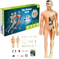 thumbnail image 1 of Human Anatomy for Kids,Removable Skeleton Model and Torso Human Body for Kids,Scientific sSkeleton Educational Toys Gifts, 1 of 4