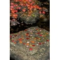thumbnail image 2 of OBrien, Jay 23x32 White Modern Wood Framed Museum Art Print Titled - NY, Adirondack Mountains Autumn leaves on rock, 2 of 4