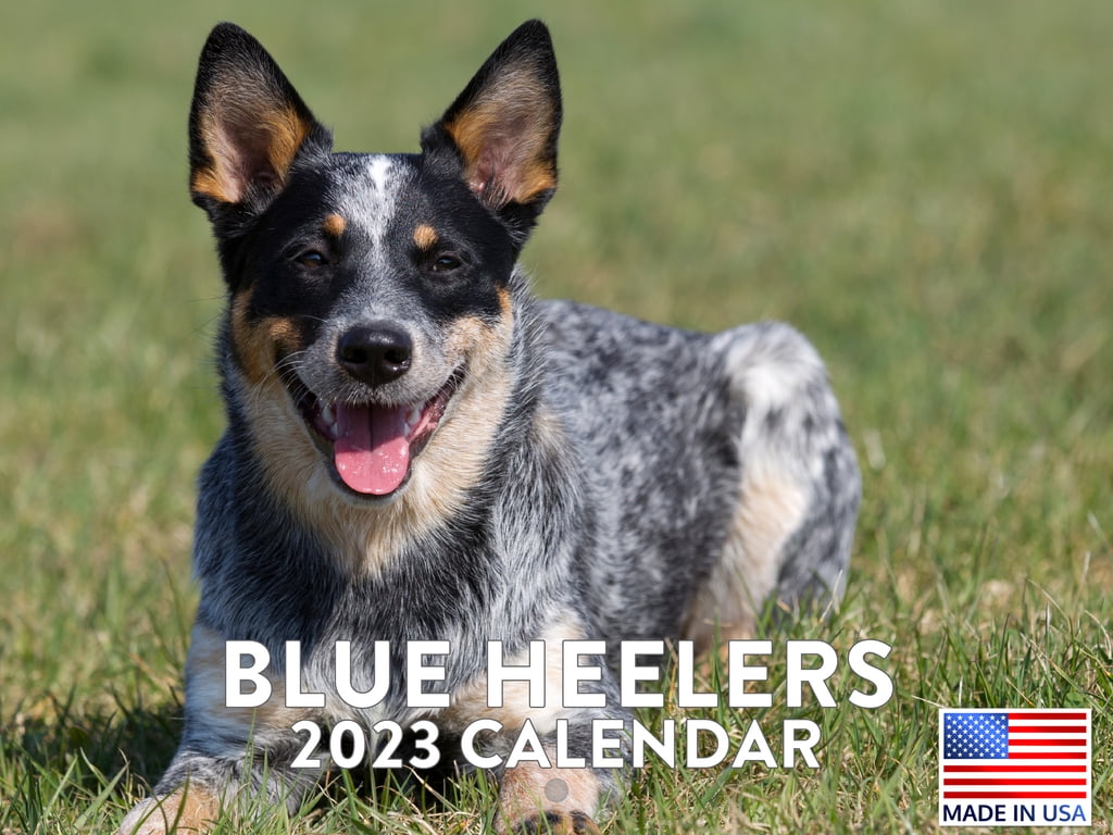 Blue Heeler Calendar 2023 Monthly Wall Hanging Calendars Australian