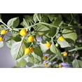thumbnail image 3 of 25 Seeds YELLOW BIQUINHO PEPPER Brazilian Chupetinho Capsicum Chinense Small Citrusy Sweet Semi Hot Chile Sweety Drop Vegetable Seeds, 3 of 6