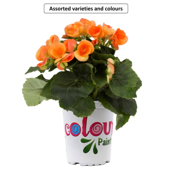 Colour Drops #4.7 Potted Premium Annual Plant, Assorted Colours & Varieties, Outdoor Live Plants for Home Garden