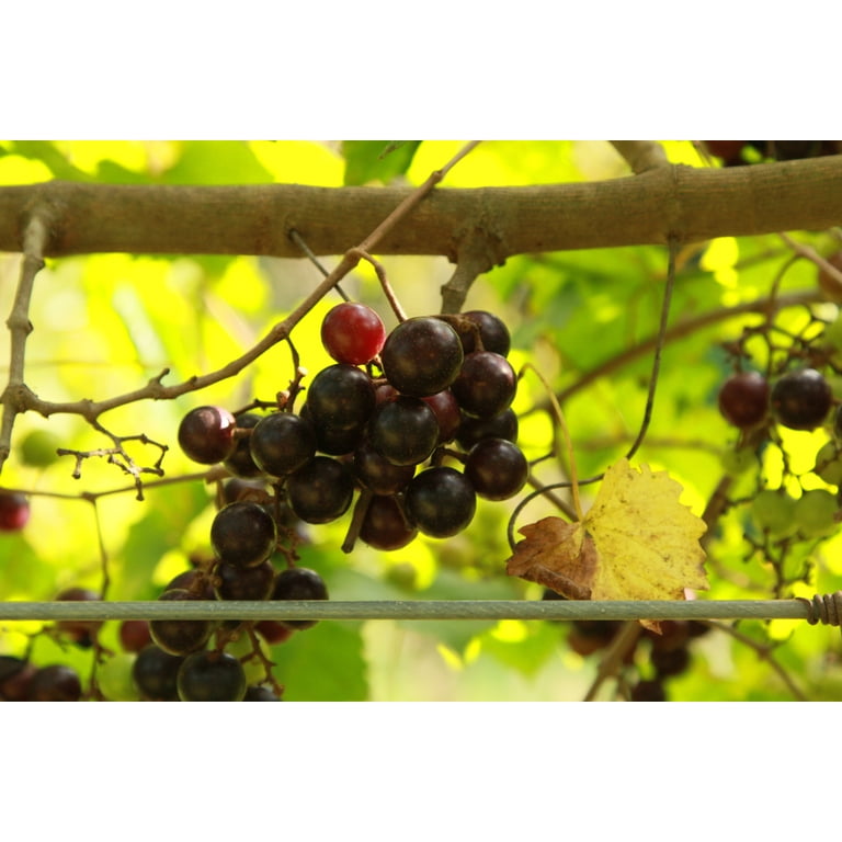 5 Muscadine Grape Vine Seeds for Planting - Vitis rotundifolia - Walmart.com