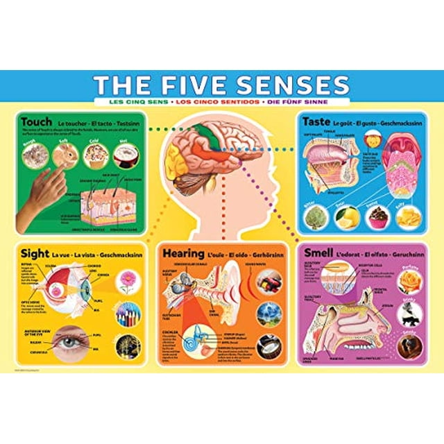 EuroGraphics Five Senses - Rompecabezas (200 piezas) Eurographics EuroGraphics