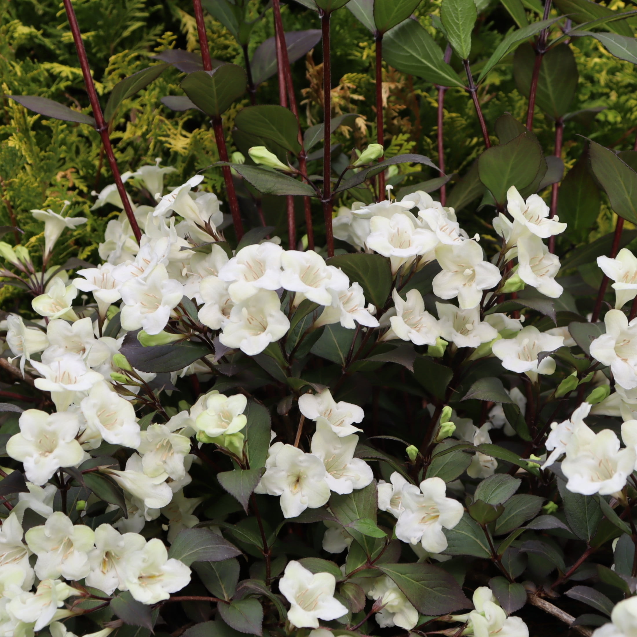 Proven Winners ColorChoice 6" White Wine & Spirits Weigela Live Plant in 7.5" Pot
