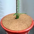 thumbnail image 7 of 6Pcs Coir Mulch Ring Mat, Coconut Fiber Tree Ring Coco Liner Root Protection for Indoor Outdoor Potted Plants, 7 of 7