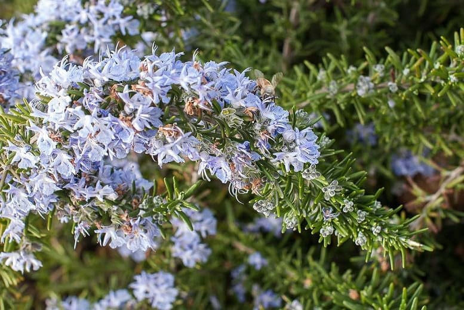 3 Creeping Rosemary Plants, Rosmarinus Officinalis 'Prostratus', Thriving in 2.5" Nursery Cubes