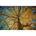 thumbnail image 3 of Oldford, Tim 14x11 Black Modern Framed Museum Art Print Titled - Fall Tree, 3 of 5