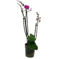 thumbnail image 3 of Surprise Moth Orchid Plant - Phalaenopsis - 4" Pot - Easy House Plant, 3 of 3