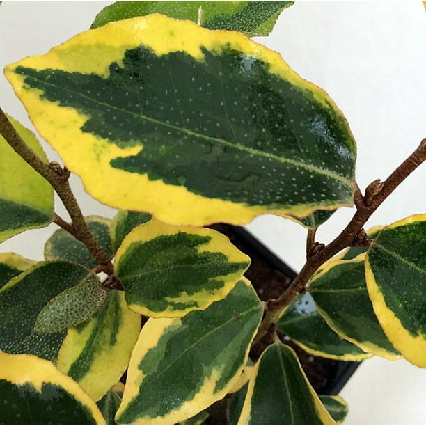 Olive Martini ™ Olive Plant 4" pot Indoor/OutEleagnus x ebbengii