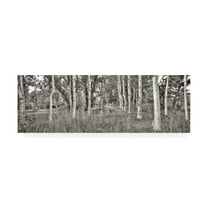 Trademark Fine Art 'Birch Trees No.2' Canvas Art by Alan Blaustei