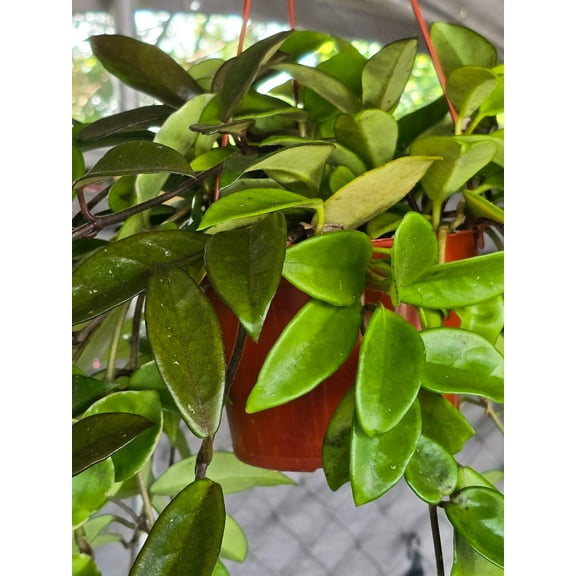 6 inch Pot - XL Hanging, Hoya Carnosa Jade Easy Care - Get similar to picture