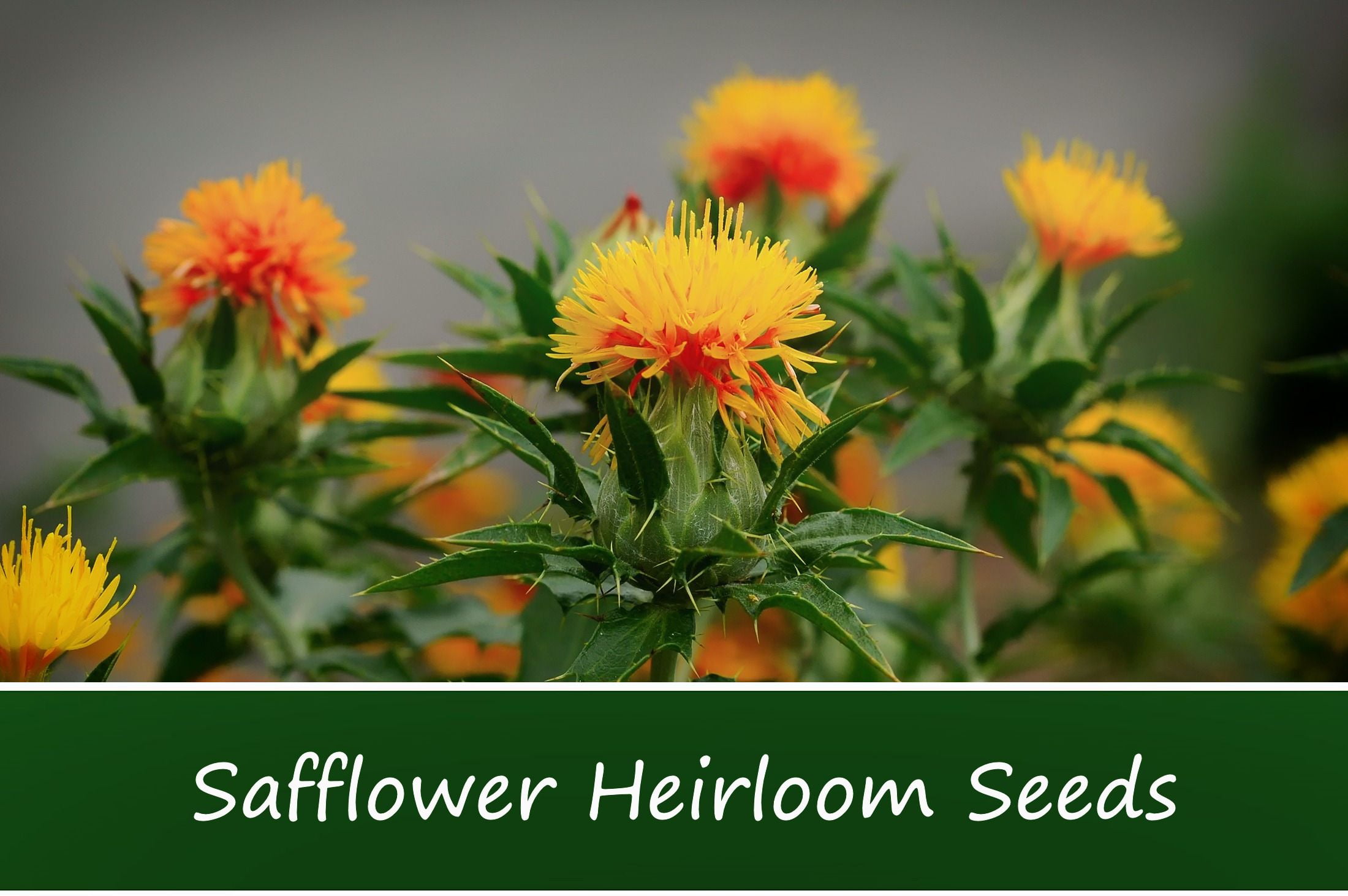Flower Seeds Safflower250 Seeds Annual Flower Seed Pack