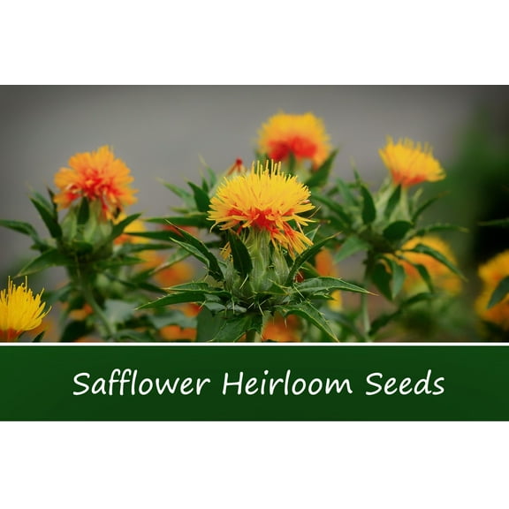 Flower Seeds - Safflower-250 Seeds -Annual Flower -Seed Pack - Wildflower- Drought Tolerant -  Serendipity Seeds