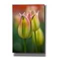 thumbnail image 1 of Epic Graffiti 'Tulip No 4' by Istvan Nagy, Canvas Wall Art, 12"x18", 1 of 8