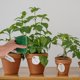 thumbnail image 4 of WEUVEB De Fijación Para Plantas Para Soporte Y Sostenimiento En Jardín, 4 of 7