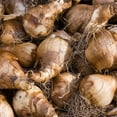 Daffodil Bulbs for Fall Planting, Daffodil Bulbs Bulk,Daffodil Bulbs for Planting Narcissus