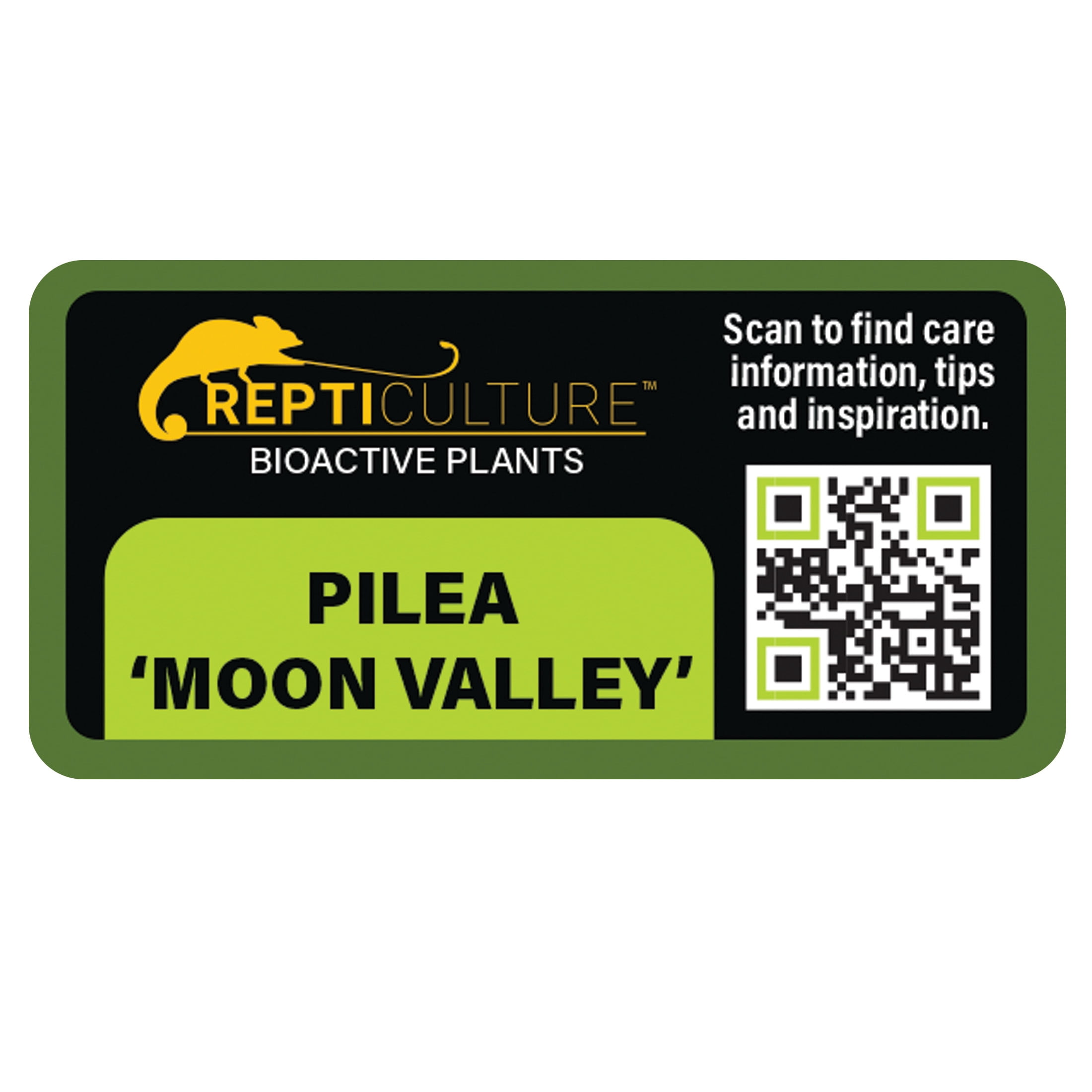 ReptiCulture Pilea 'Moon Valley' Tropical 2" Pot 3 pk