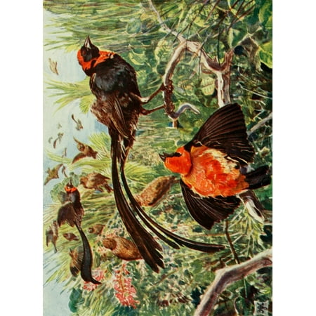 The Uganda Protectorate 1902 Widow birds and Bishop-finches Canvas Art - Sir Harry Johnston (18 x 24)
