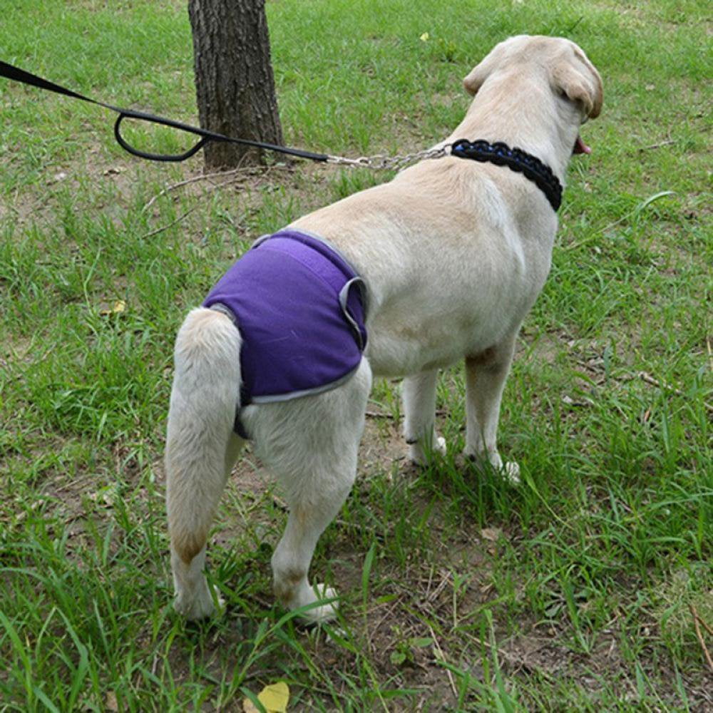 Dog in panties hot sale