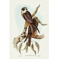 thumbnail image 2 of Gould, John 11x14 White Modern Wood Framed Museum Art Print Titled - Falcon-Falco Frontatus, 2 of 4