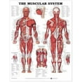 thumbnail image 1 of The Muscular System Anatomical Chart, 1 of 1