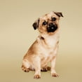 thumbnail image 6 of Paul Mitchell Pet Tear-Free Shampoo, Gallon, 6 of 6