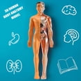 thumbnail image 4 of Modelo de AnatomíA del Cuerpo Humano 3D, Esqueleto de PláStico para NiñOs Juguete de Ayuda para el Aprendizaje Temprano, Juguetes Educativos, 4 of 5