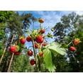 thumbnail image 4 of 60 RUGEN Fraise Remontante Fragaria Vesca Alpine Baie Rouge Fruit Fleur Blanche Graines, 4 of 10