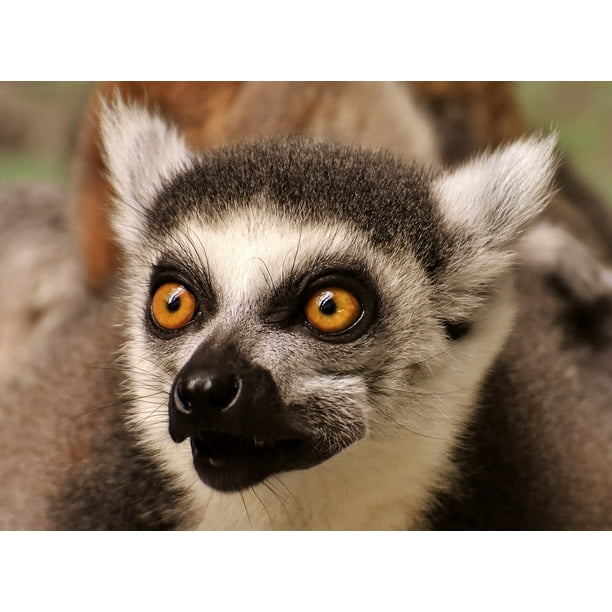 Lemur Cute Eat Sweet Aƒae A A Aƒa Sa A Ffchen Animal Zoo Monkey Inch By 30 Inch Laminated Poster With Bright Colors And Vivid Imagery Fits Perfectly In Many Attractive Frames Walmart Com Walmart Com