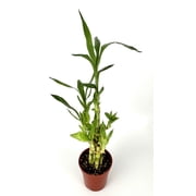 Lucky Bamboo Good Luck and Wealth House Plants, 4 pot