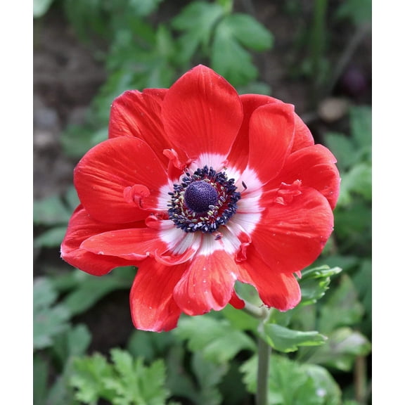 Hollandia Anemone de Caen - 25 bulbs